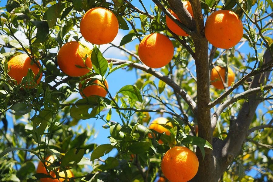 The Orange Peel Theory Relationship Test